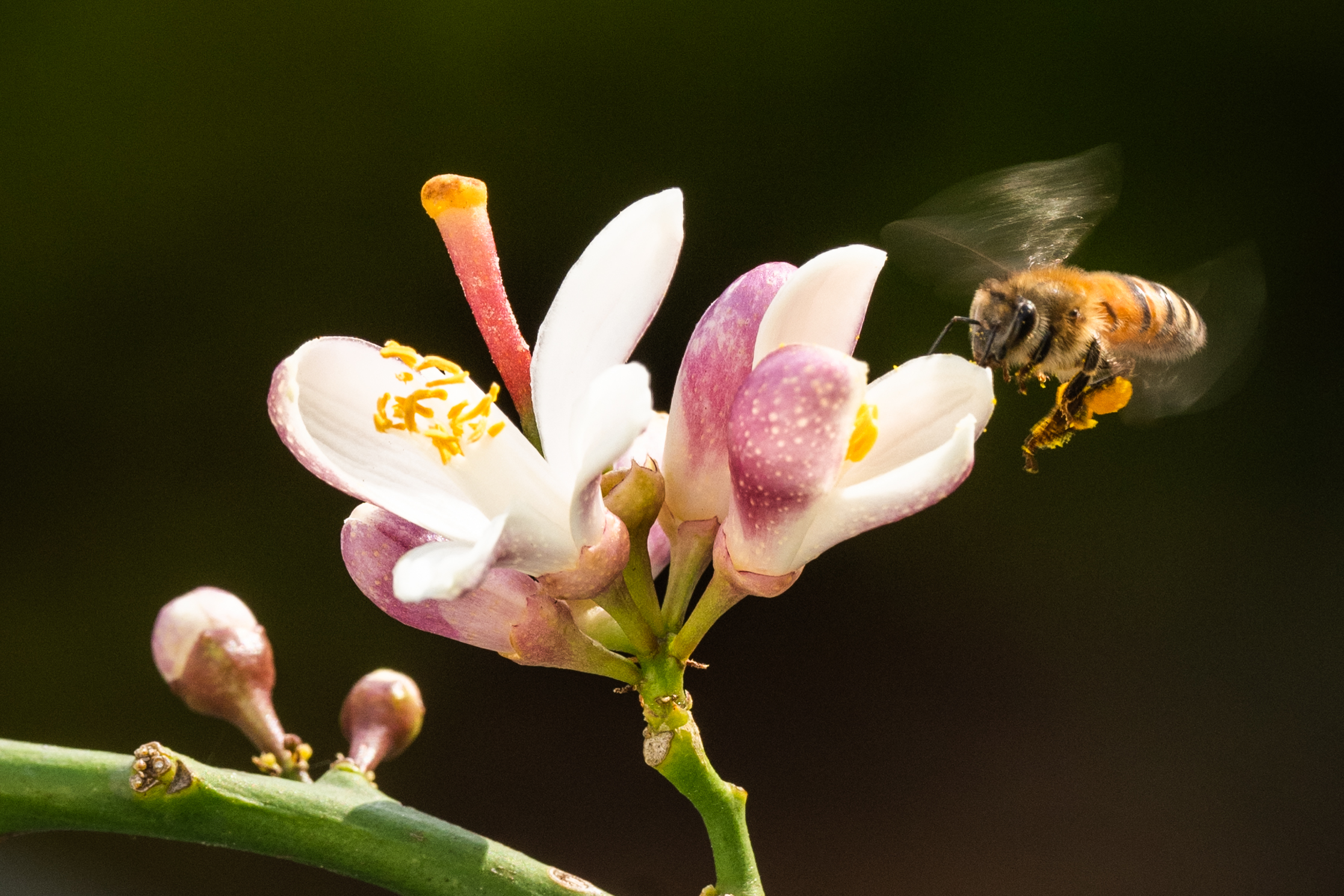 A bee hovers near a white and pink meyer lemon blossom, collecting pollen. The flower has visible stamens, and the background is a blurred dark green.