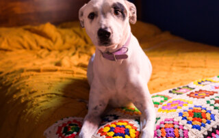 A white dog with a purple collar lies on a colorful crocheted blanket atop a yellow bedspread.