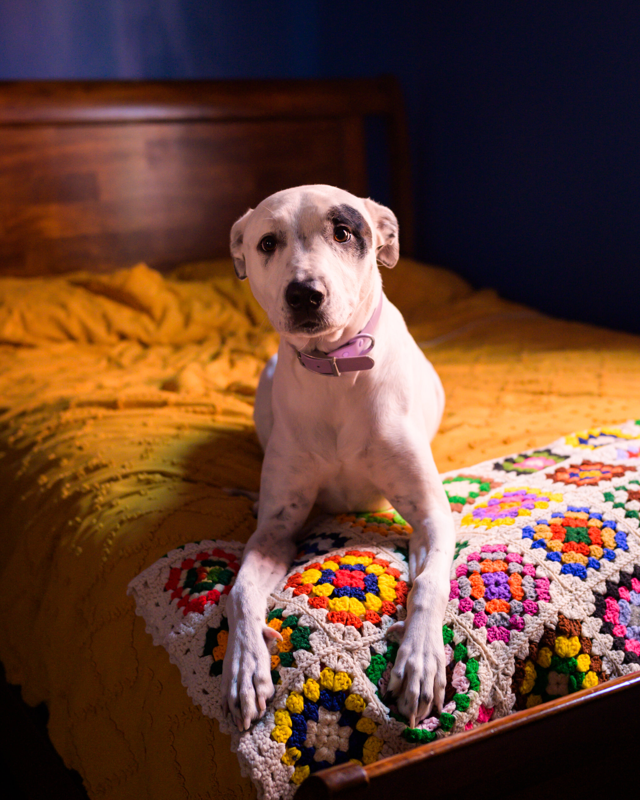 A white dog with a purple collar lies on a colorful crocheted blanket atop a yellow bedspread.