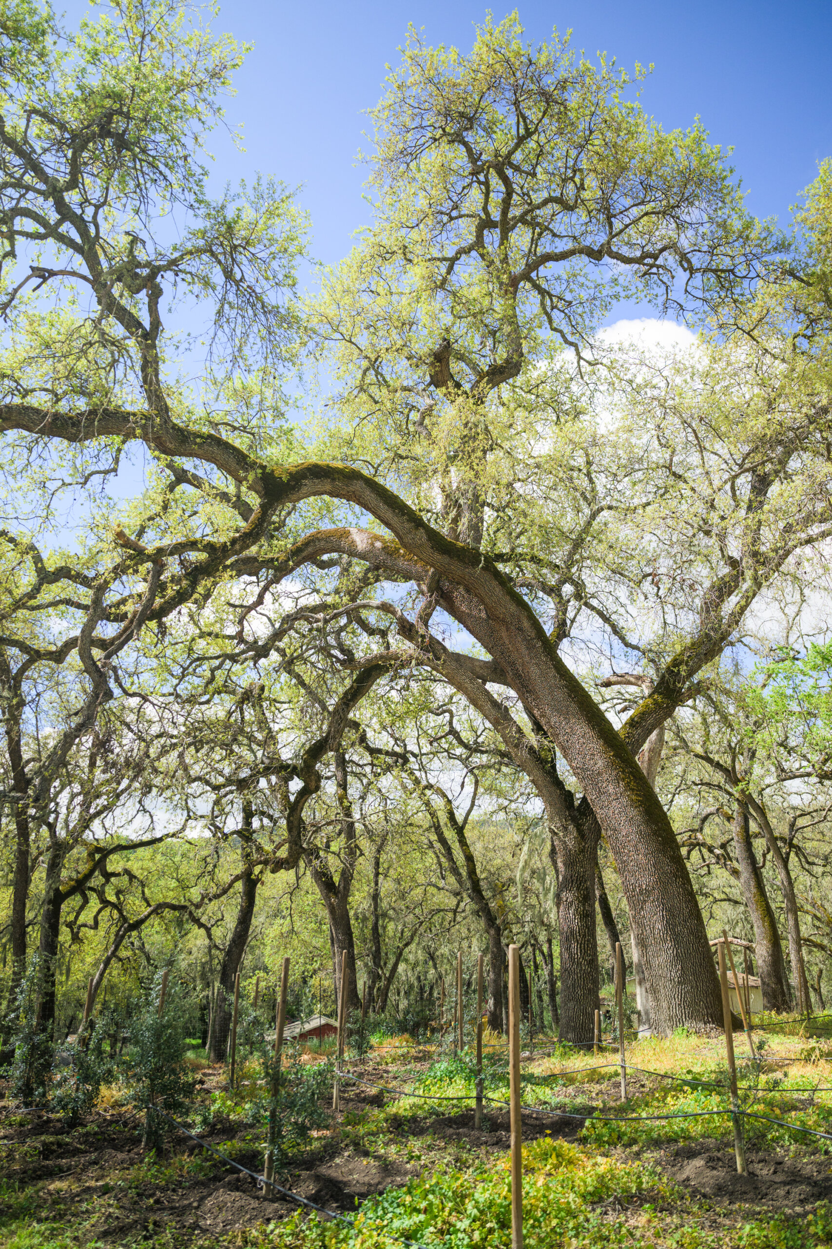 Large oak tree with spreading branches in a sunny olive grove, surrounded by green undergrowth and small wooden stakes in the ground. Blue sky with scattered clouds overhead.