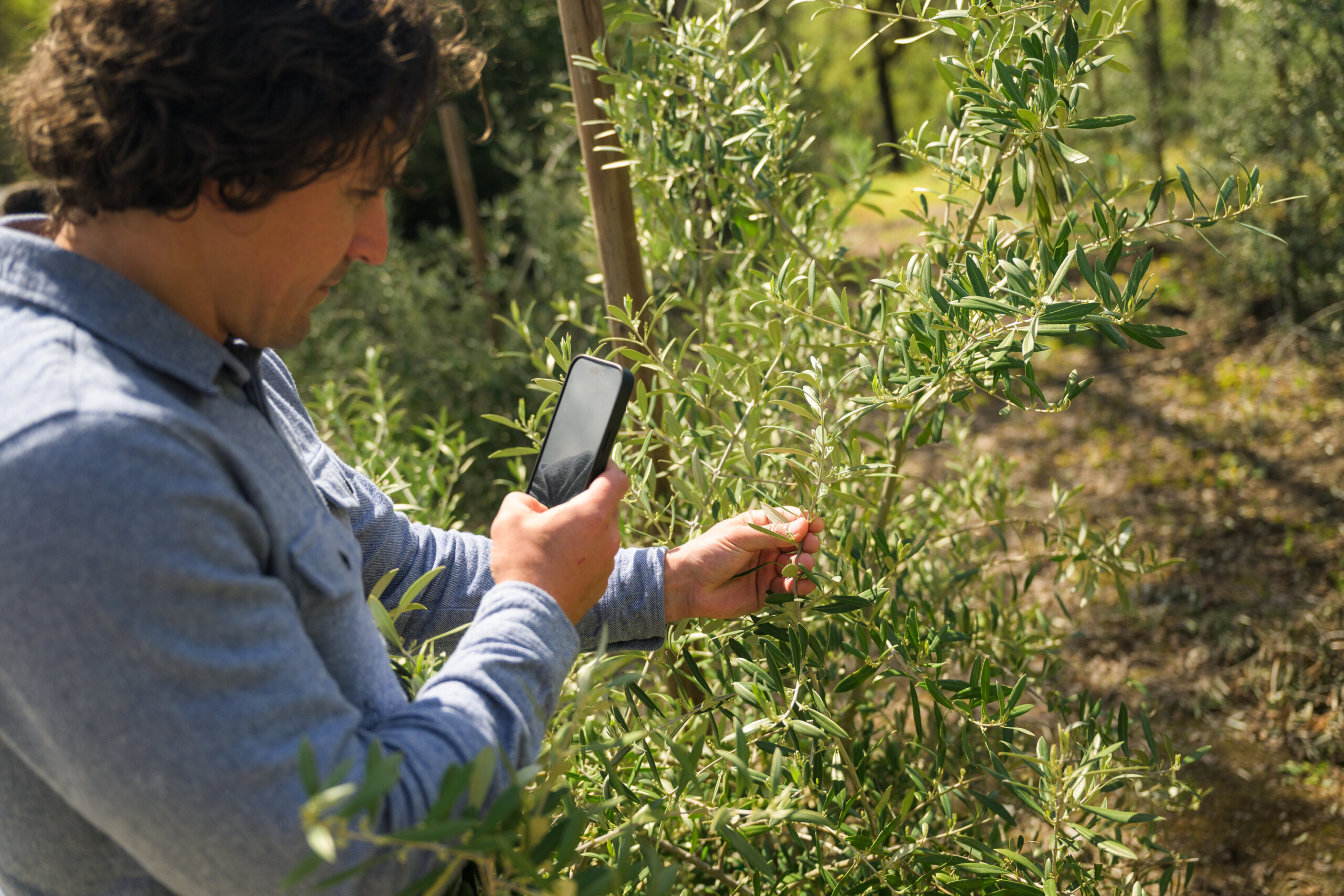 A person takes a photo of olive tree leaves with a smartphone in an outdoor setting.