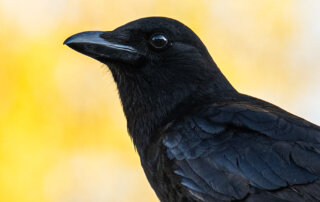 A close-up side view of a black crow with glossy feathers against a blurred yellow background.