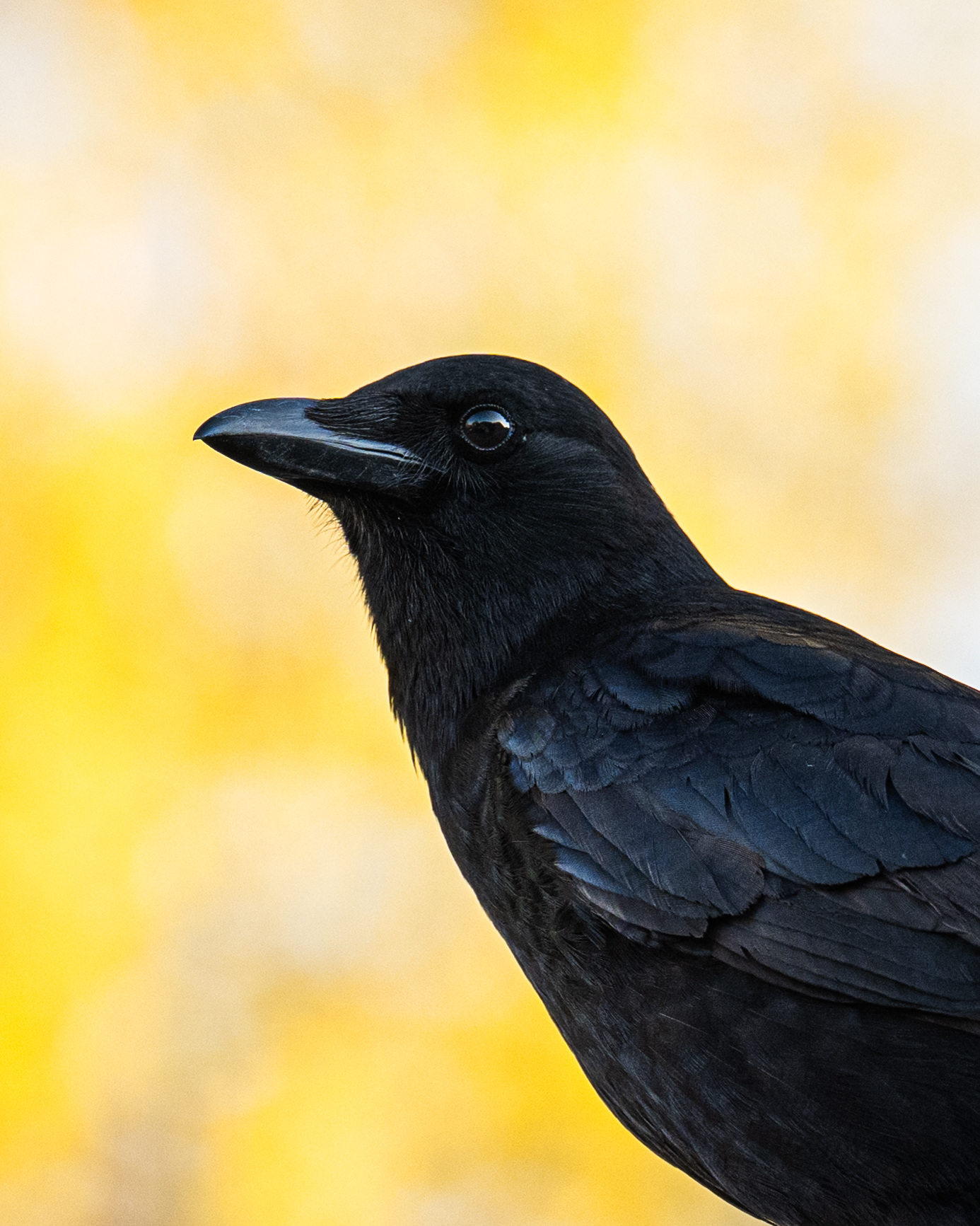 A close-up side view of a black crow with glossy feathers against a blurred yellow background.