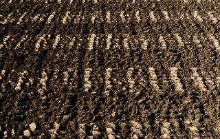 A plowed field with evenly spaced, parallel rows of soil clumps stretching into the distance.