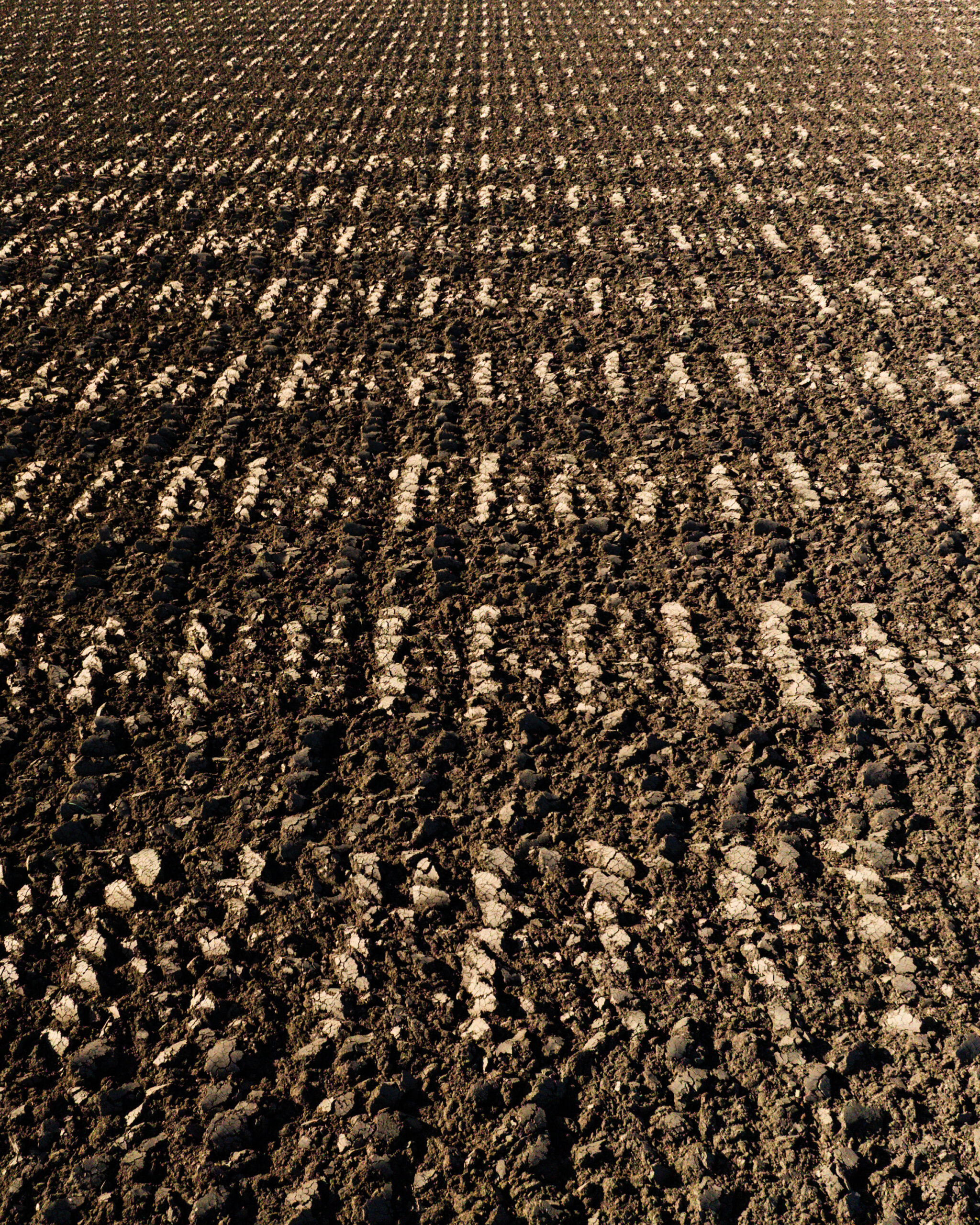 A plowed field with evenly spaced, parallel rows of soil clumps stretching into the distance.