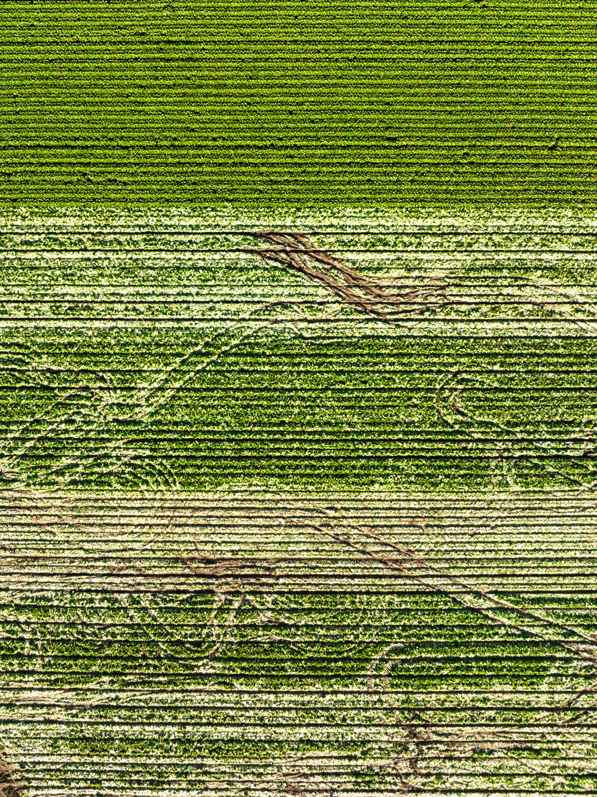 Aerial view of a green agricultural field with horizontal rows and irregular patches of lighter and darker areas running across the landscape. Aerial view of a green agricultural field with horizontal rows and irregular patches of lighter and darker areas running across the landscape.