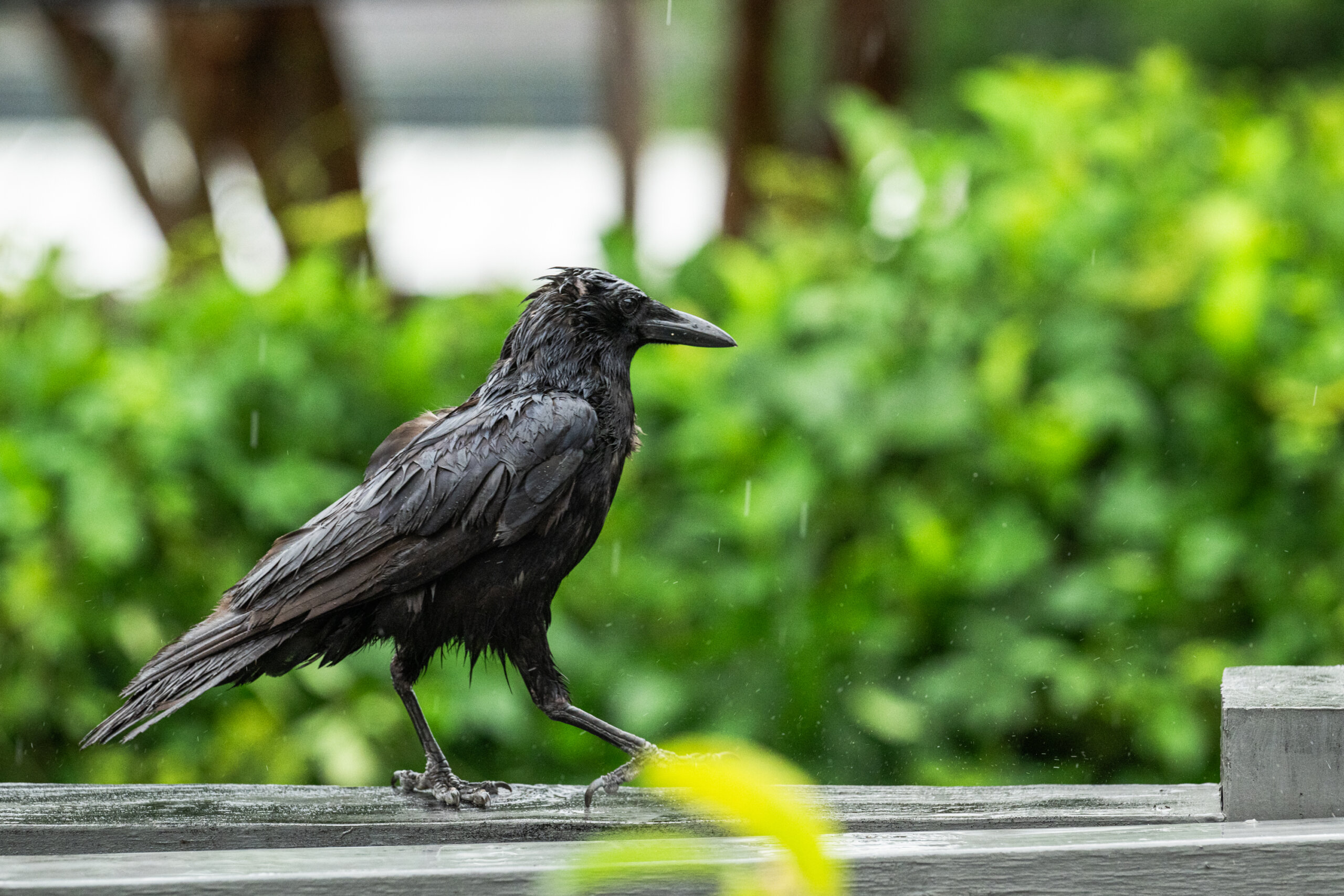 A wet black crow stands on a wooden railing outside, with green foliage blurred in the background and light rain falling.