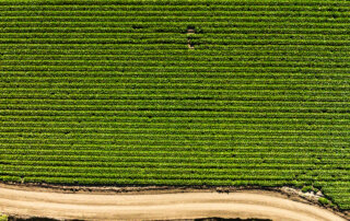 Aerial view of a green, neatly planted crop field bordered by a dirt road and trees at the bottom of the image.