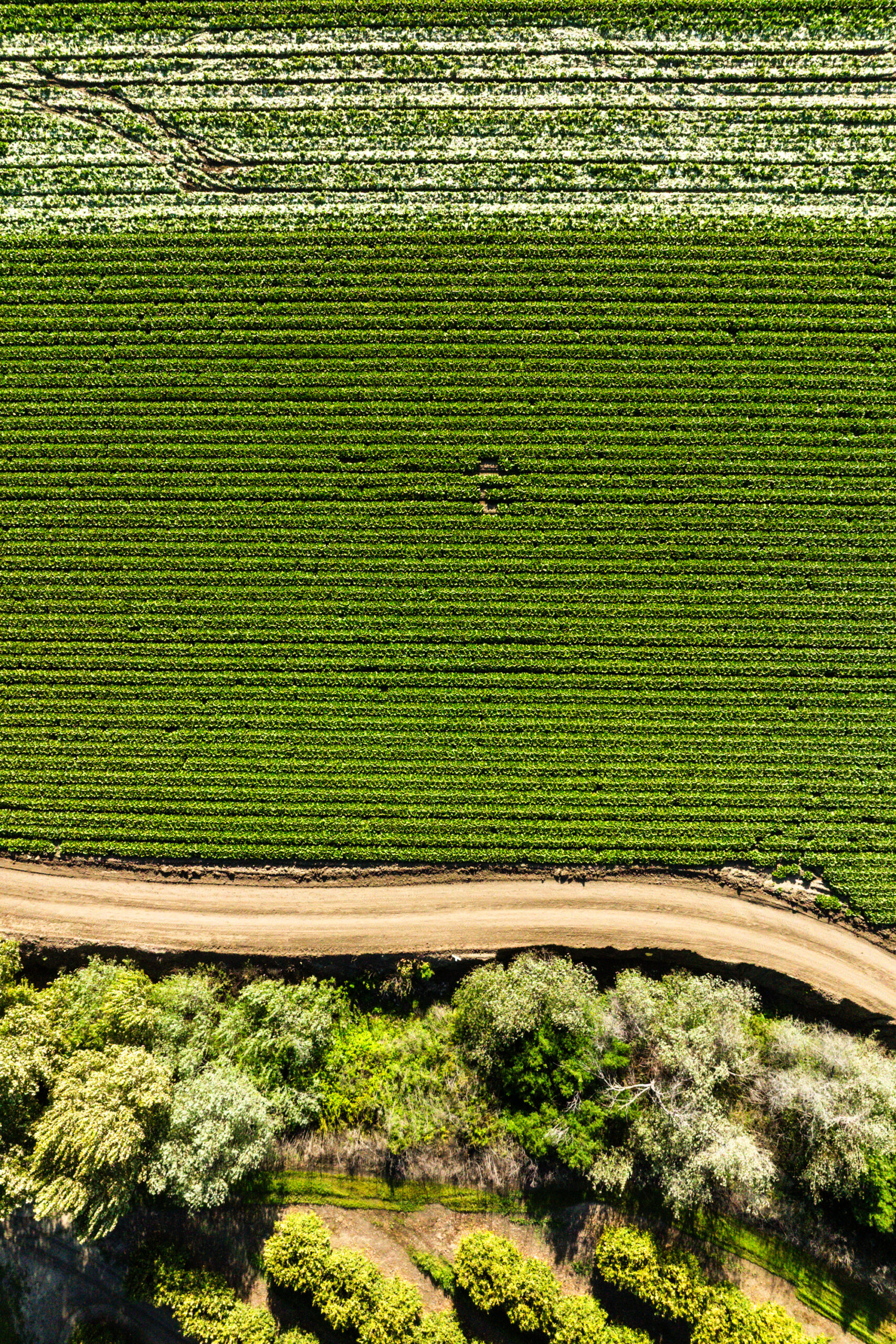 Aerial view of a green, neatly planted crop field bordered by a dirt road and trees at the bottom of the image.
