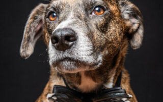 A brown and white dog with short fur wears a black bow tie and sits against a plain black background, looking slightly to the side.