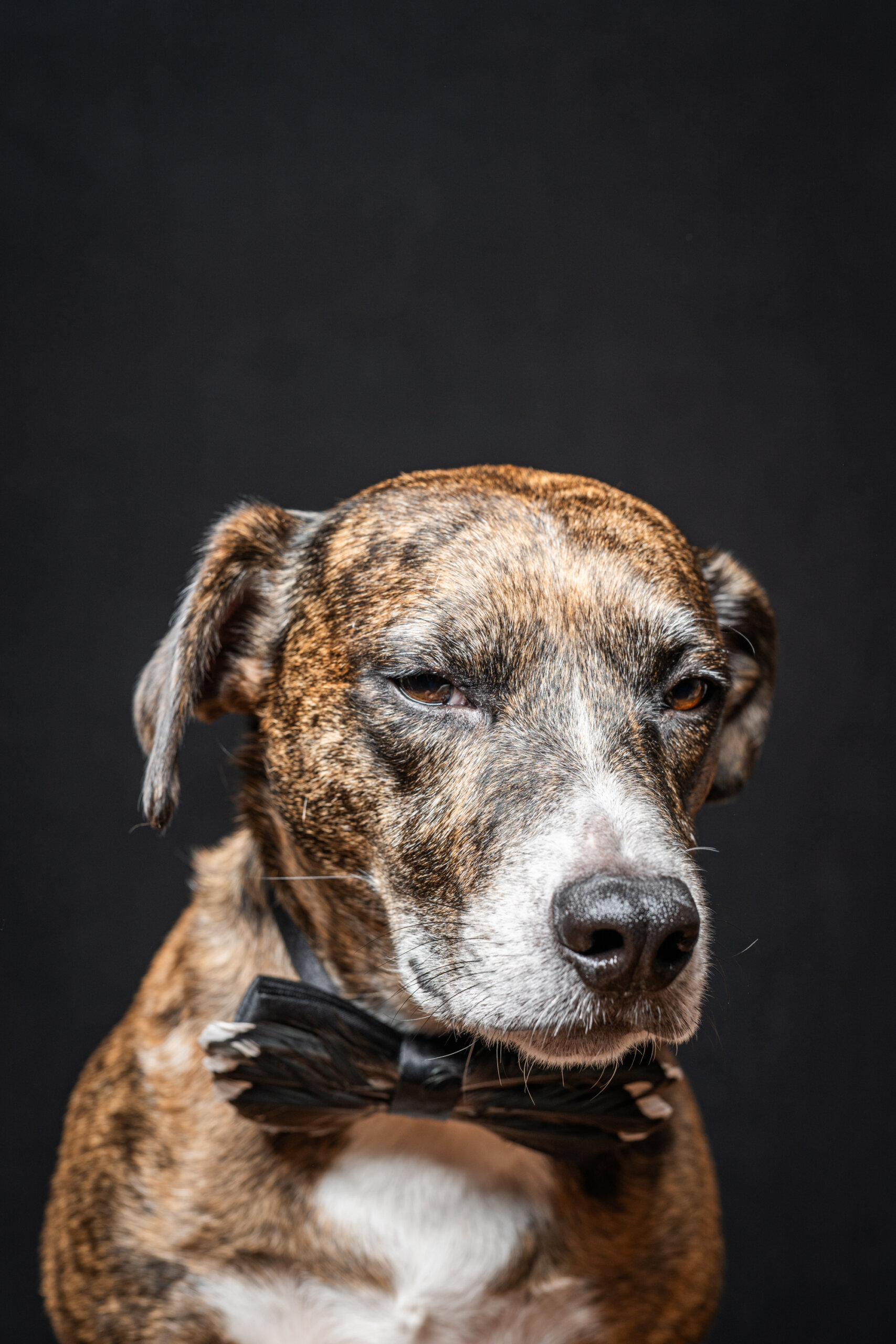 Brown and white dog wearing a black bow tie sits against a dark background, looking straight ahead with a calm, slightly serious expression.