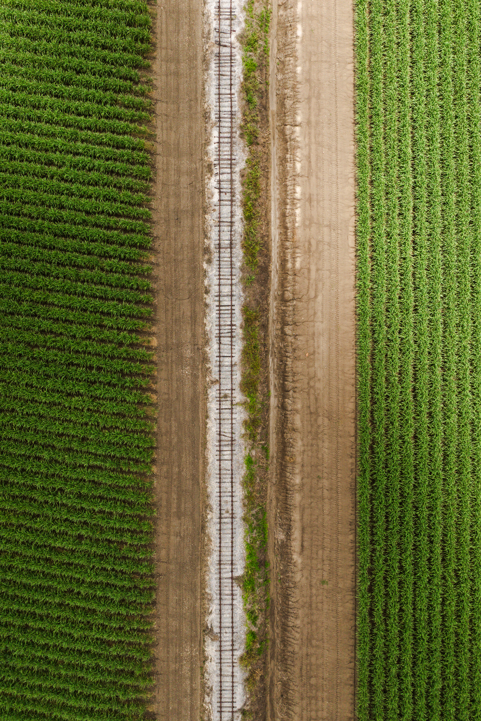 Aerial view of a straight dirt road dividing two green, cultivated fields with visible rows of sugar cane.