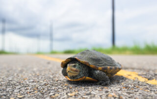 A diamondback terrapinc crosses on old highway in coastal Louisiana, with a blurred background of grass and cloudy sky.