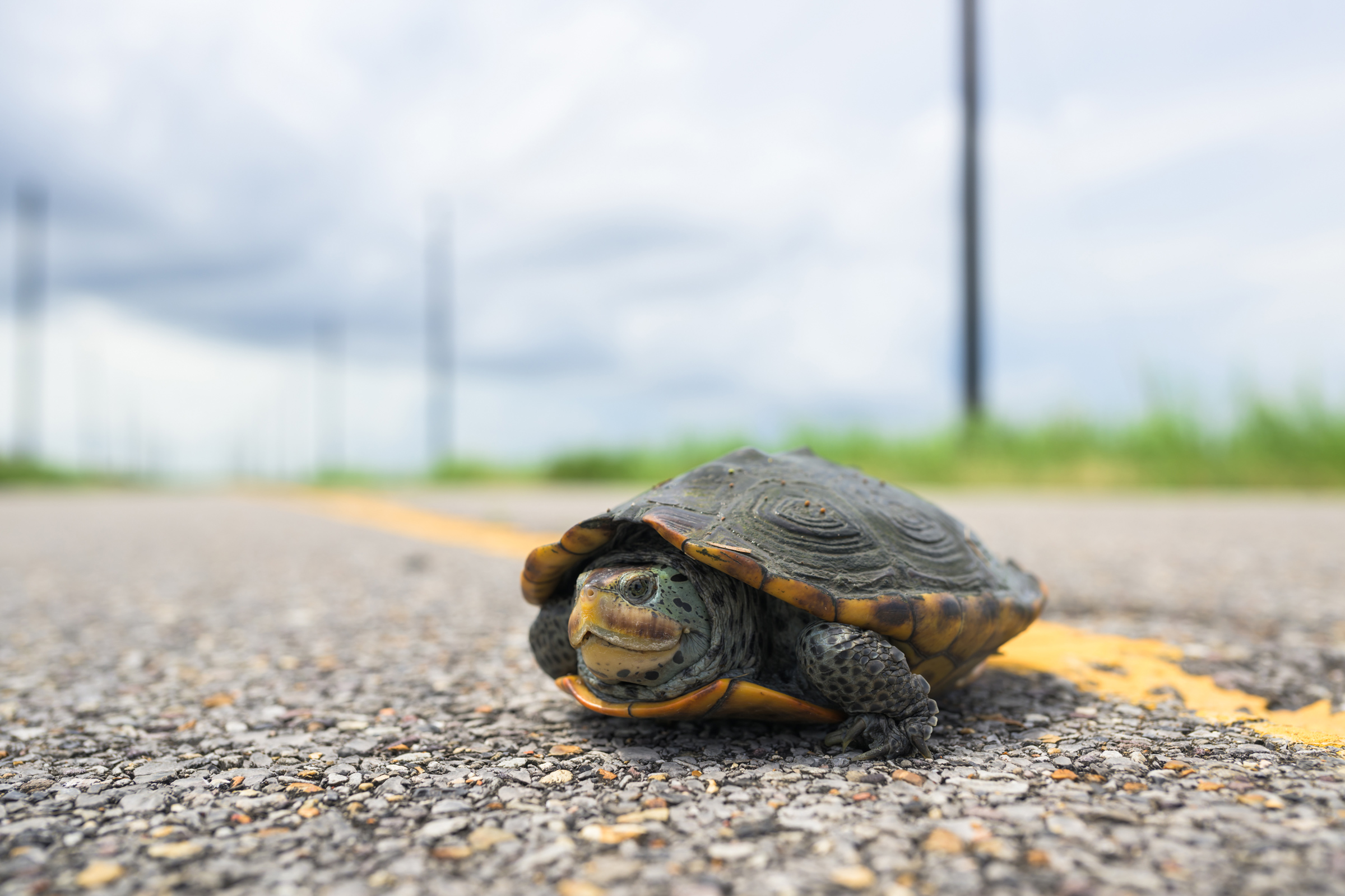 A diamondback terrapinc crosses on old highway in coastal Louisiana, with a blurred background of grass and cloudy sky.