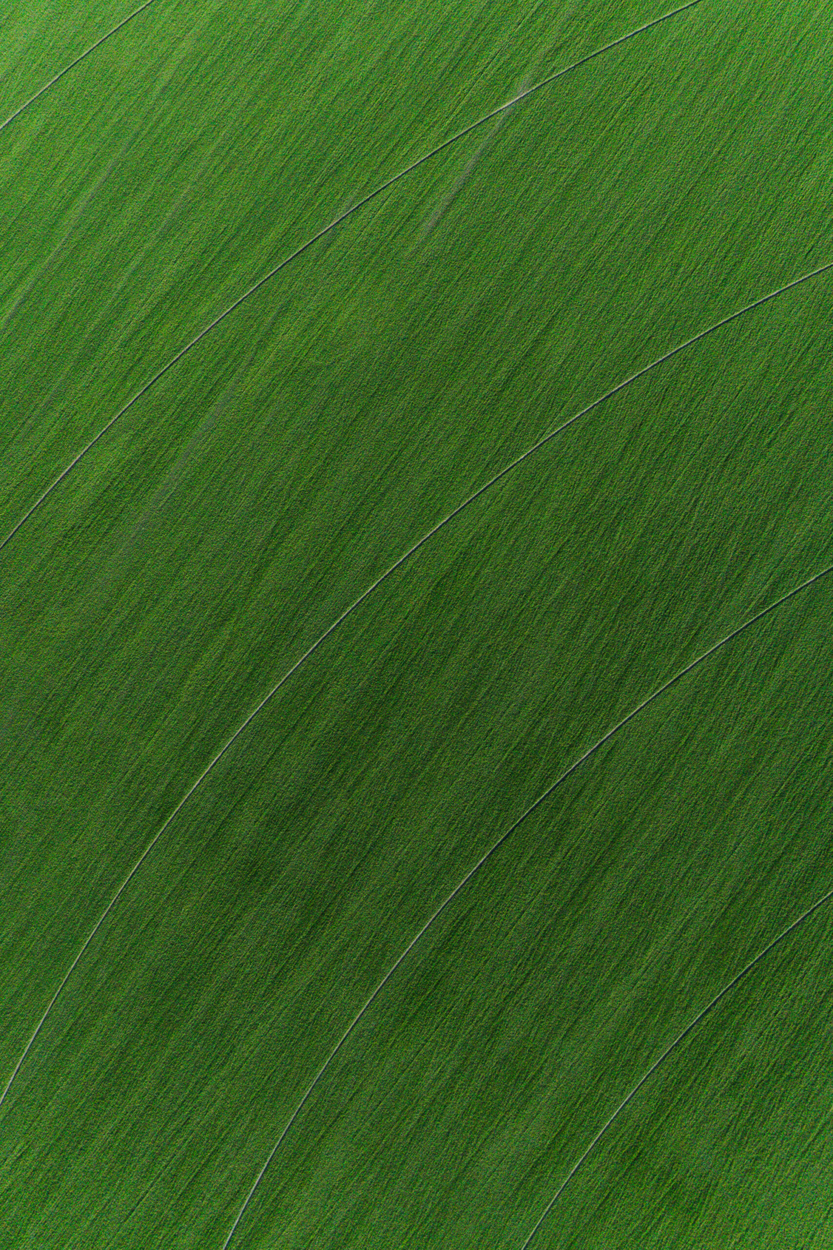 Aerial view of green alfalfa fields with circular irrigation patterns