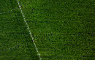 Aerial view of a peppermint field in Tulelake, California, showing lush green plants and an irrigation line
