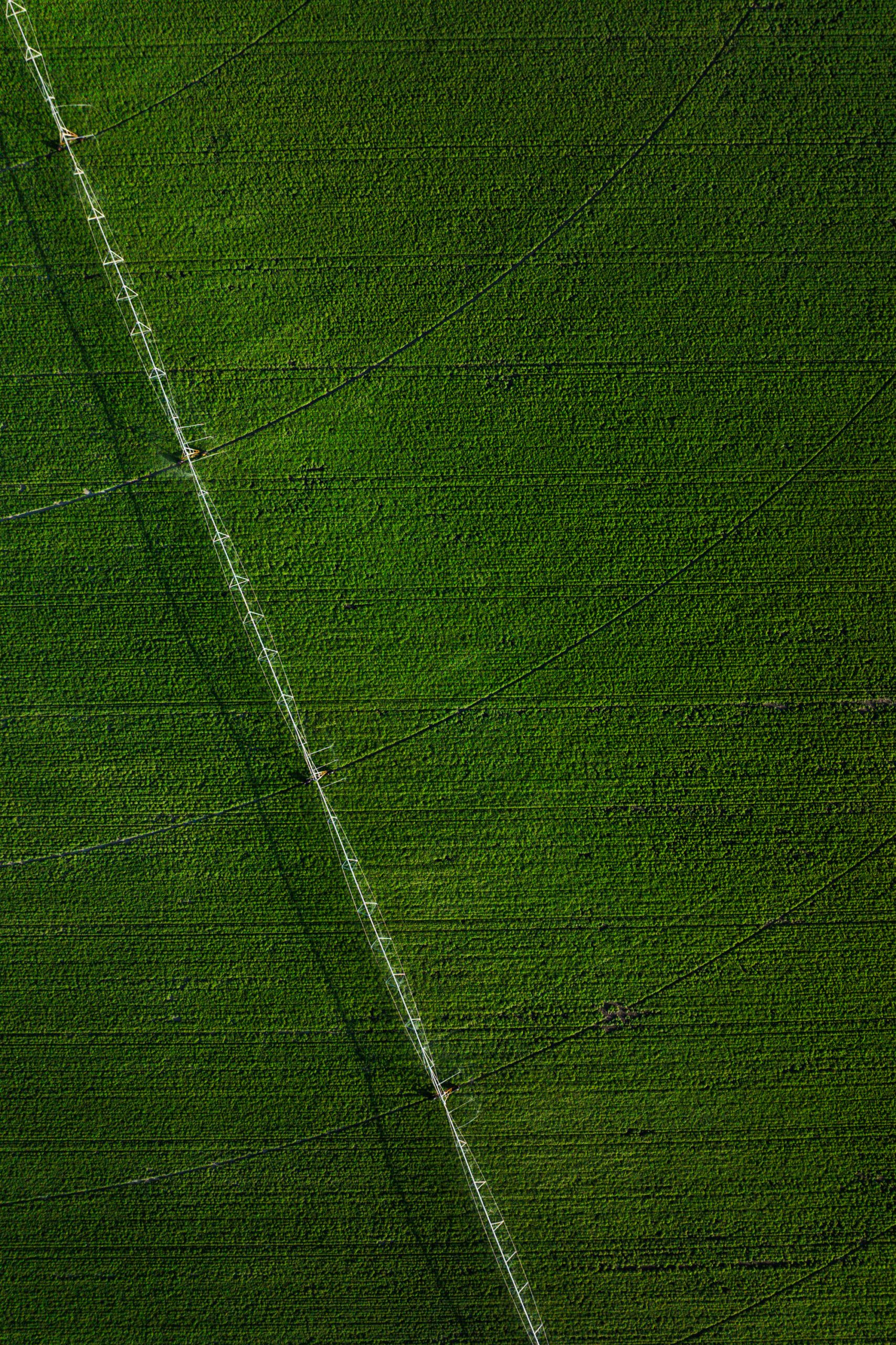 Aerial view of a peppermint field in Tulelake, California, showing lush green plants and an irrigation line