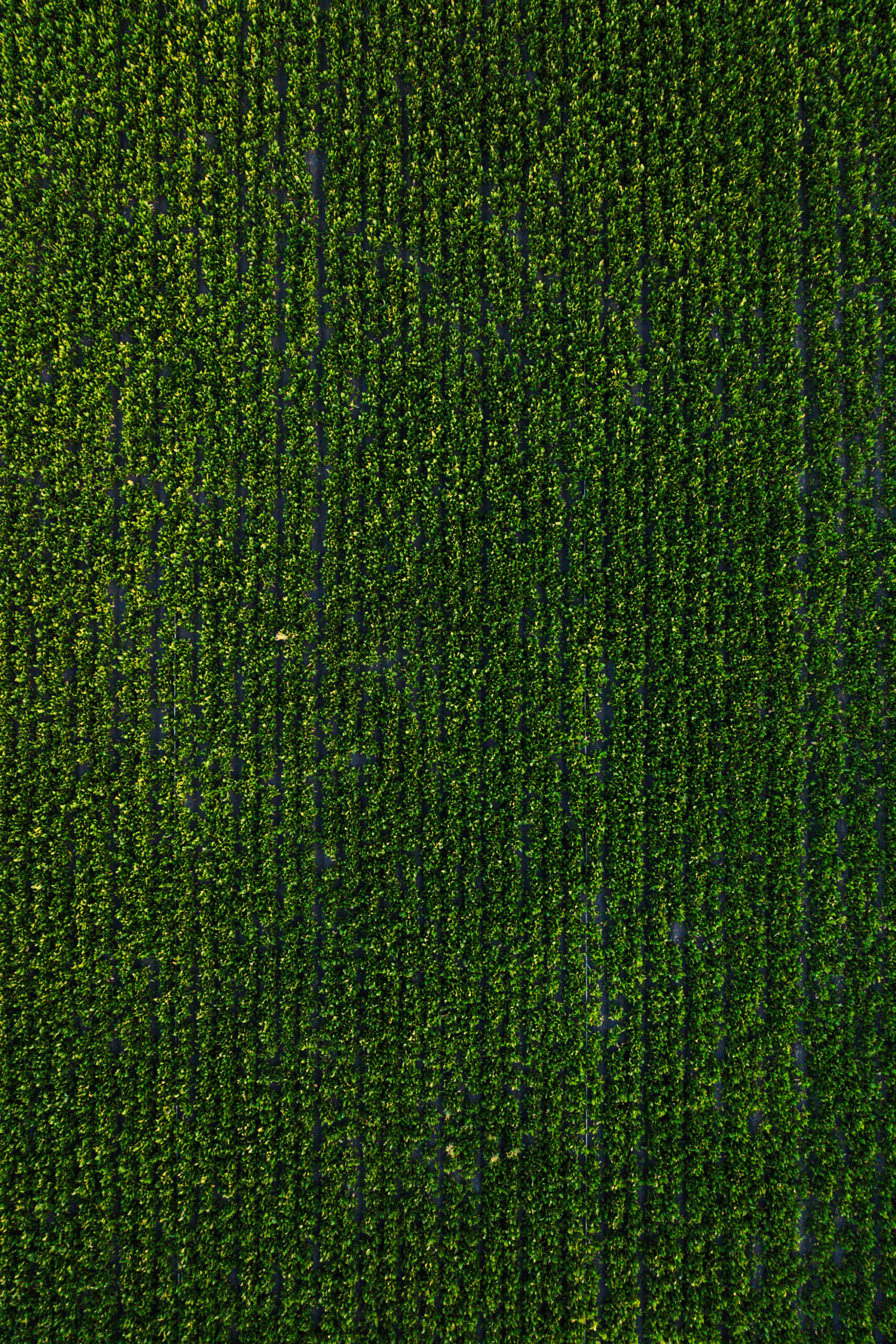 Aerial view of a horseradish field, showing lush green foliage at sunset