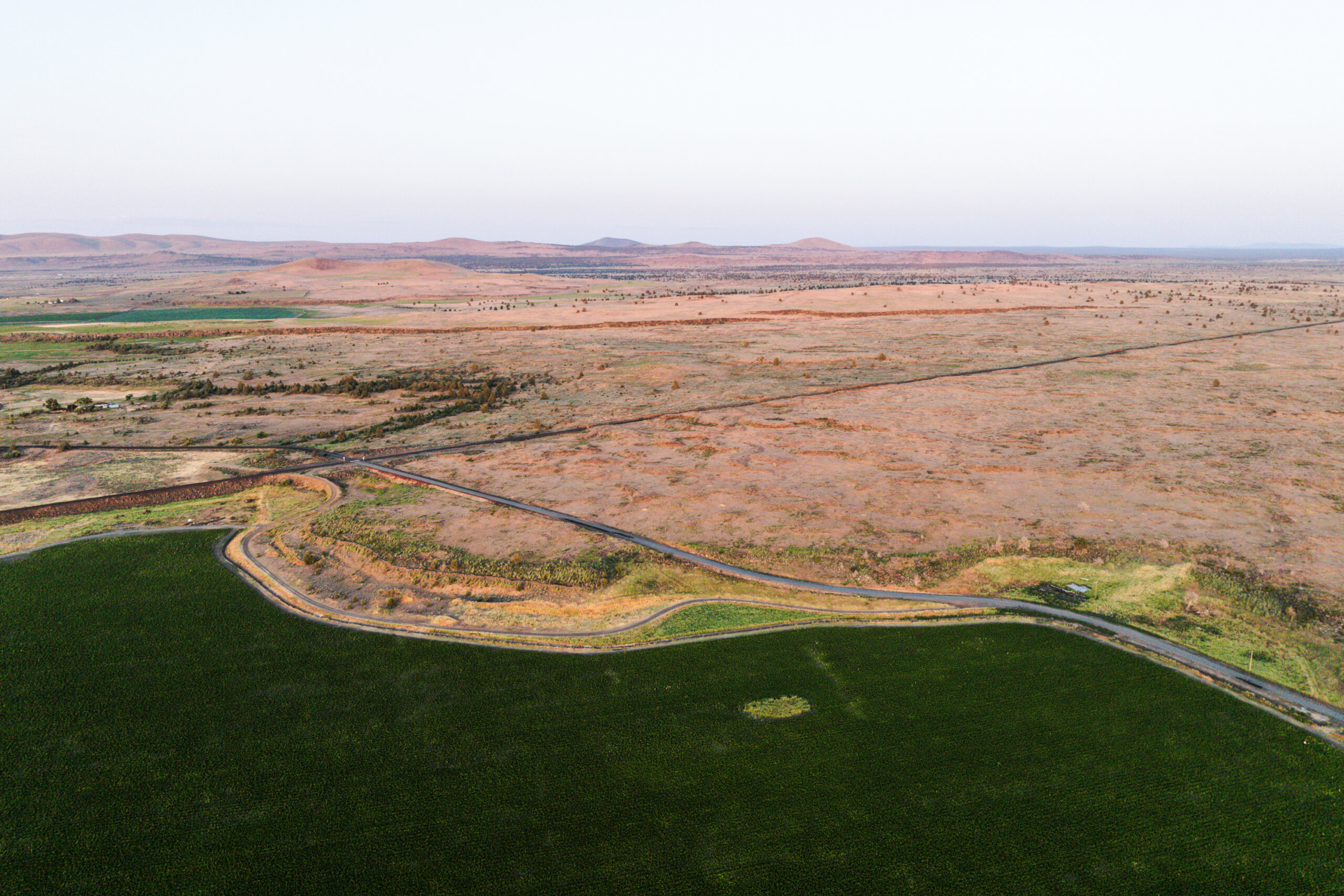 Drone view of a field of horseradish at Seus Farms, nestled against the arid terrain near Lava Beds National Monument.