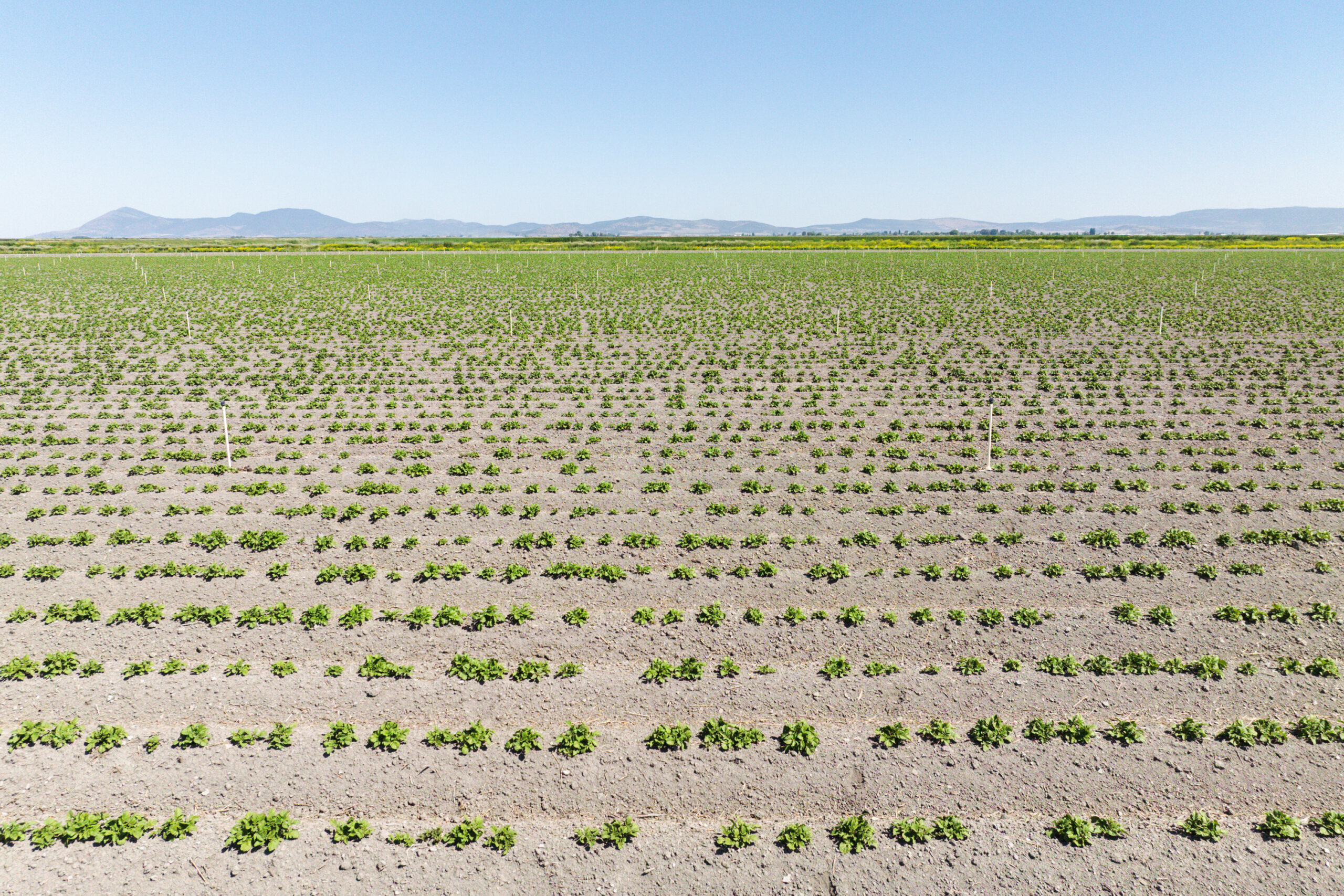 CAG-Features-Staunton-Farms-0386
