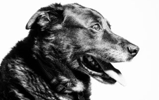 Black and white side-profile photo of a dog with its mouth open and tongue out, against a plain white background.