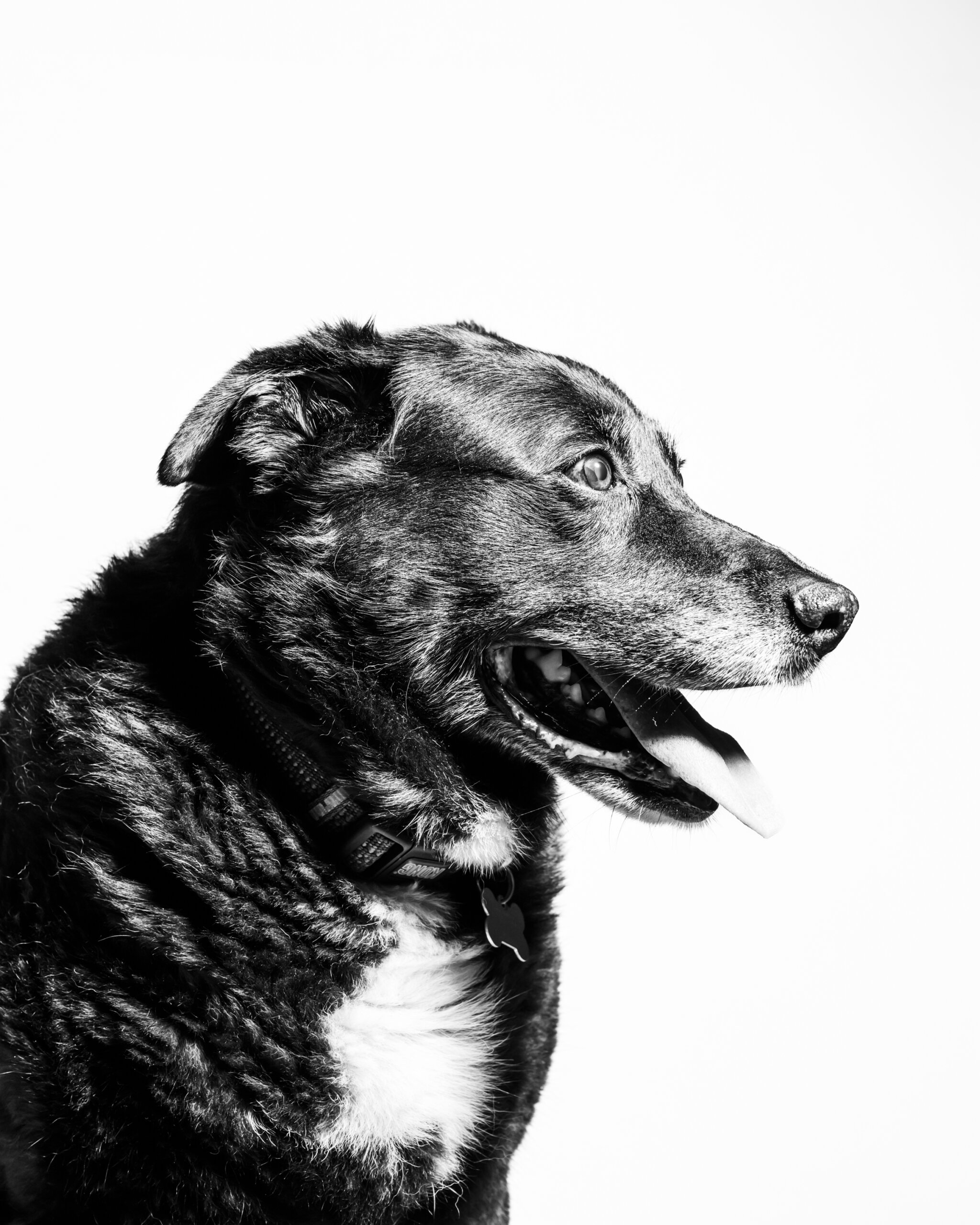 Black and white side-profile photo of a dog with its mouth open and tongue out, against a plain white background.