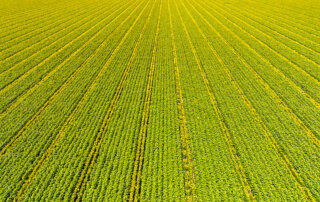 Aerial view of a large, evenly spaced green crop field with rows of sunflowers extending into the distance.