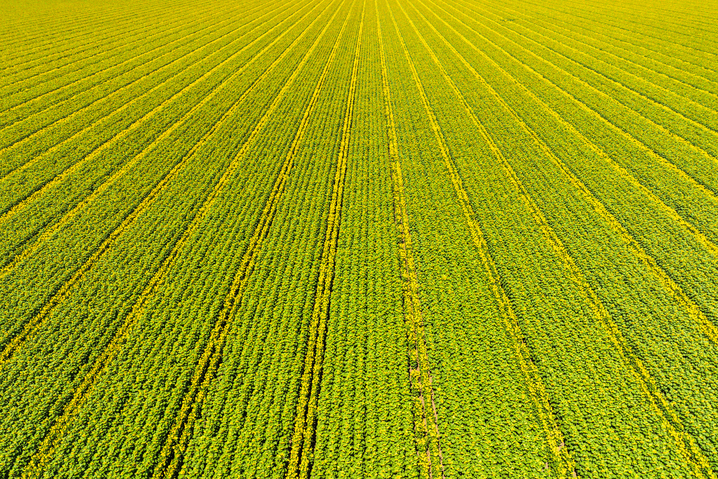 Aerial view of a large, evenly spaced green crop field with rows of sunflowers extending into the distance.