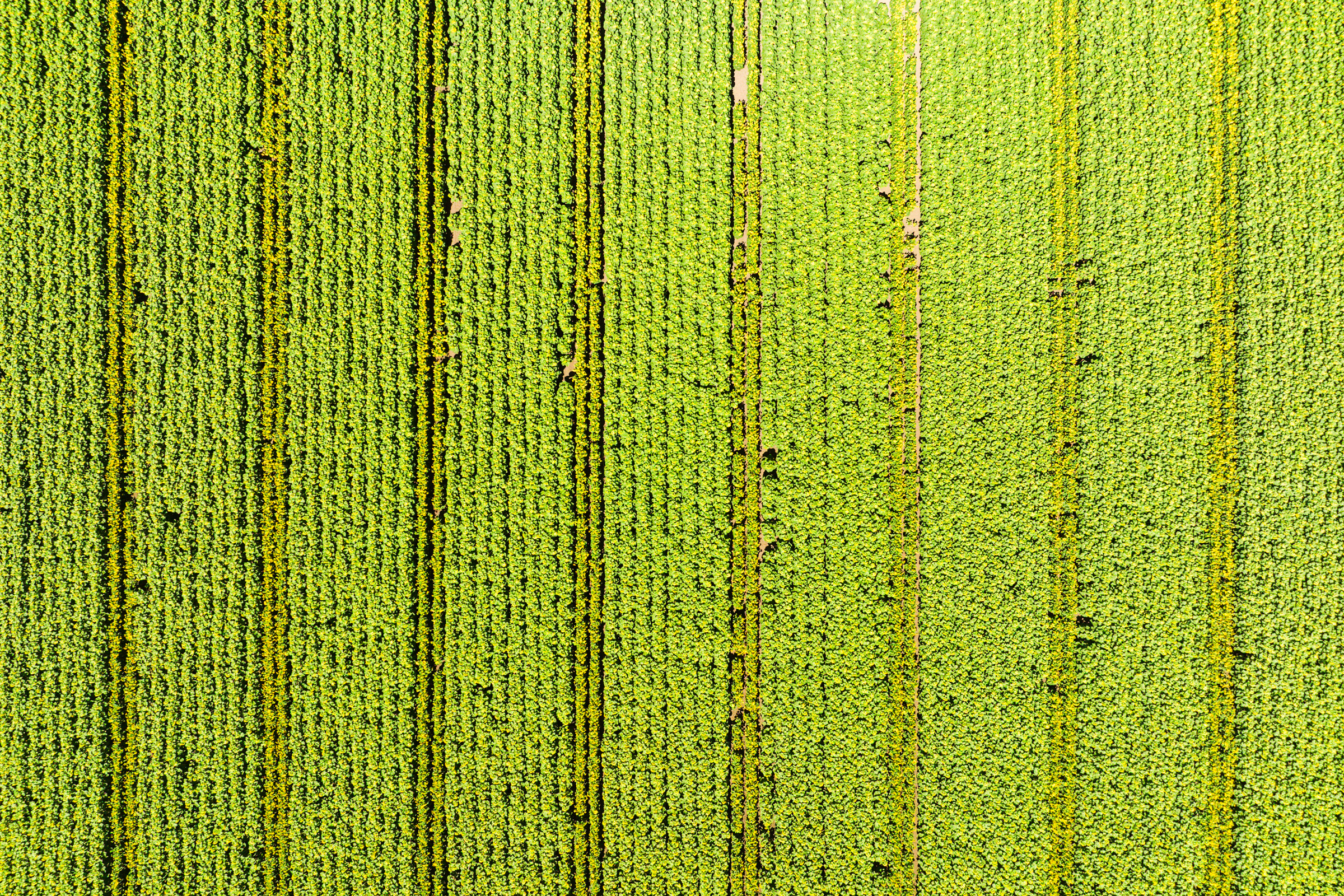Paprika-Studios-Aerials-Sunflowers-0506-web