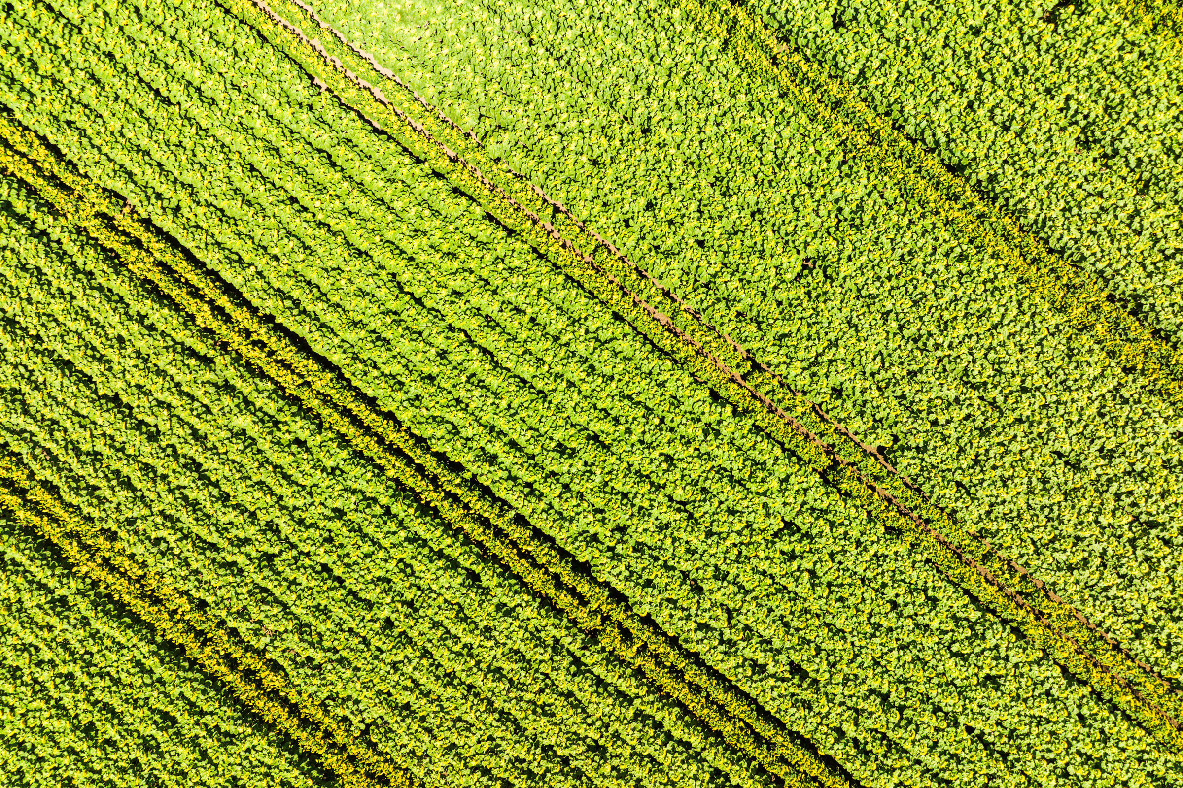 Paprika-Studios-Aerials-Sunflowers-0511-web