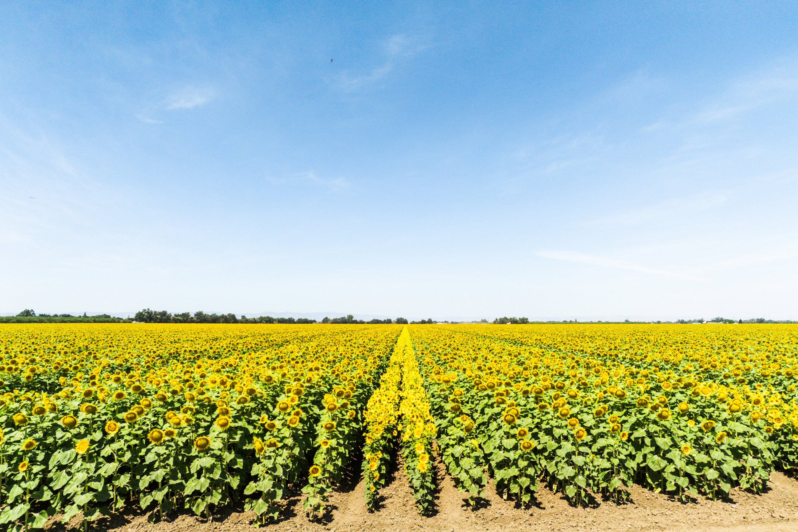 Paprika-Studios-Aerials-Sunflowers-0517