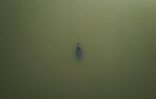 Aerial view of a single alligator partially submerged in greenish water, creating ripples around its body.