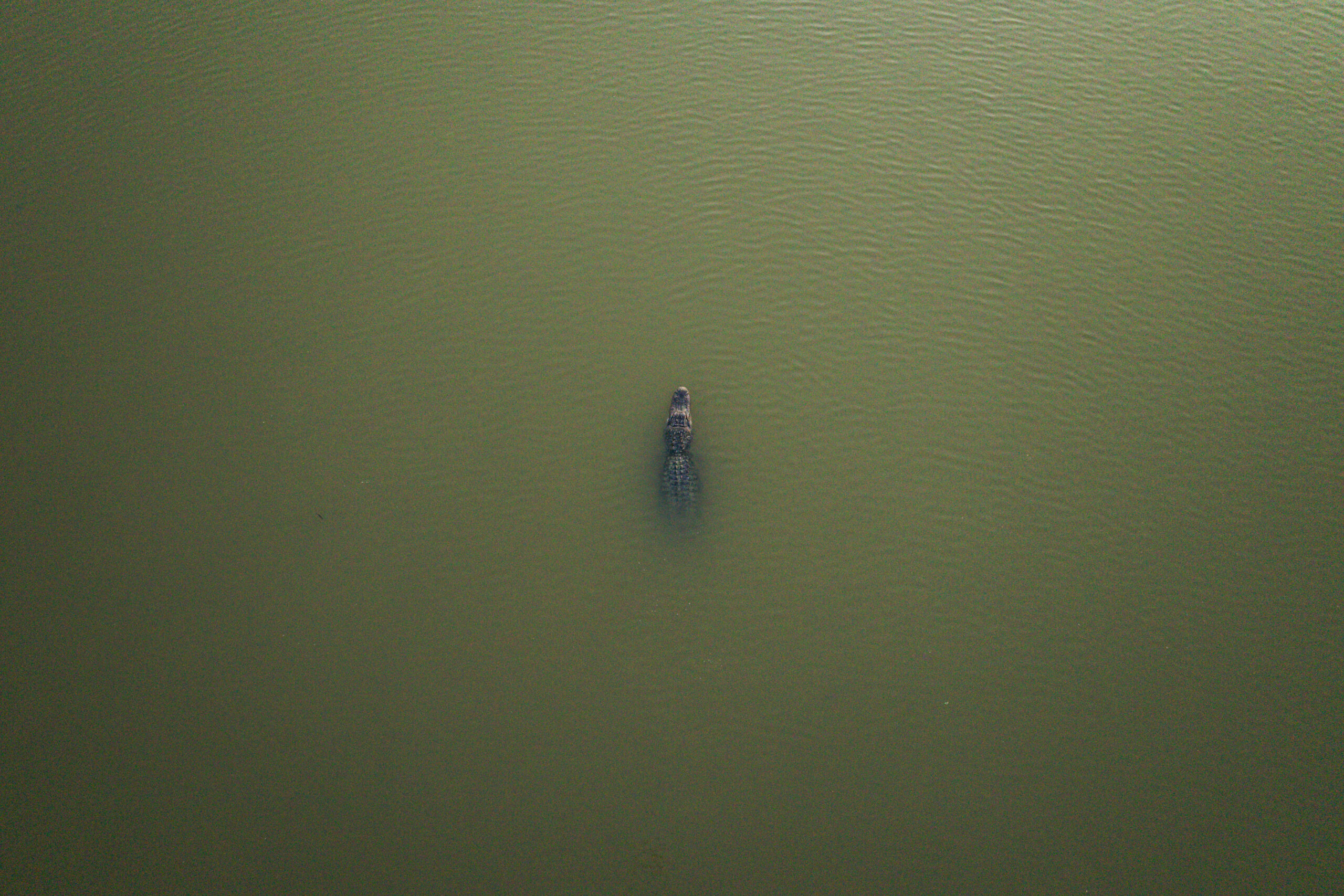 Aerial view of a single alligator partially submerged in greenish water, creating ripples around its body.
