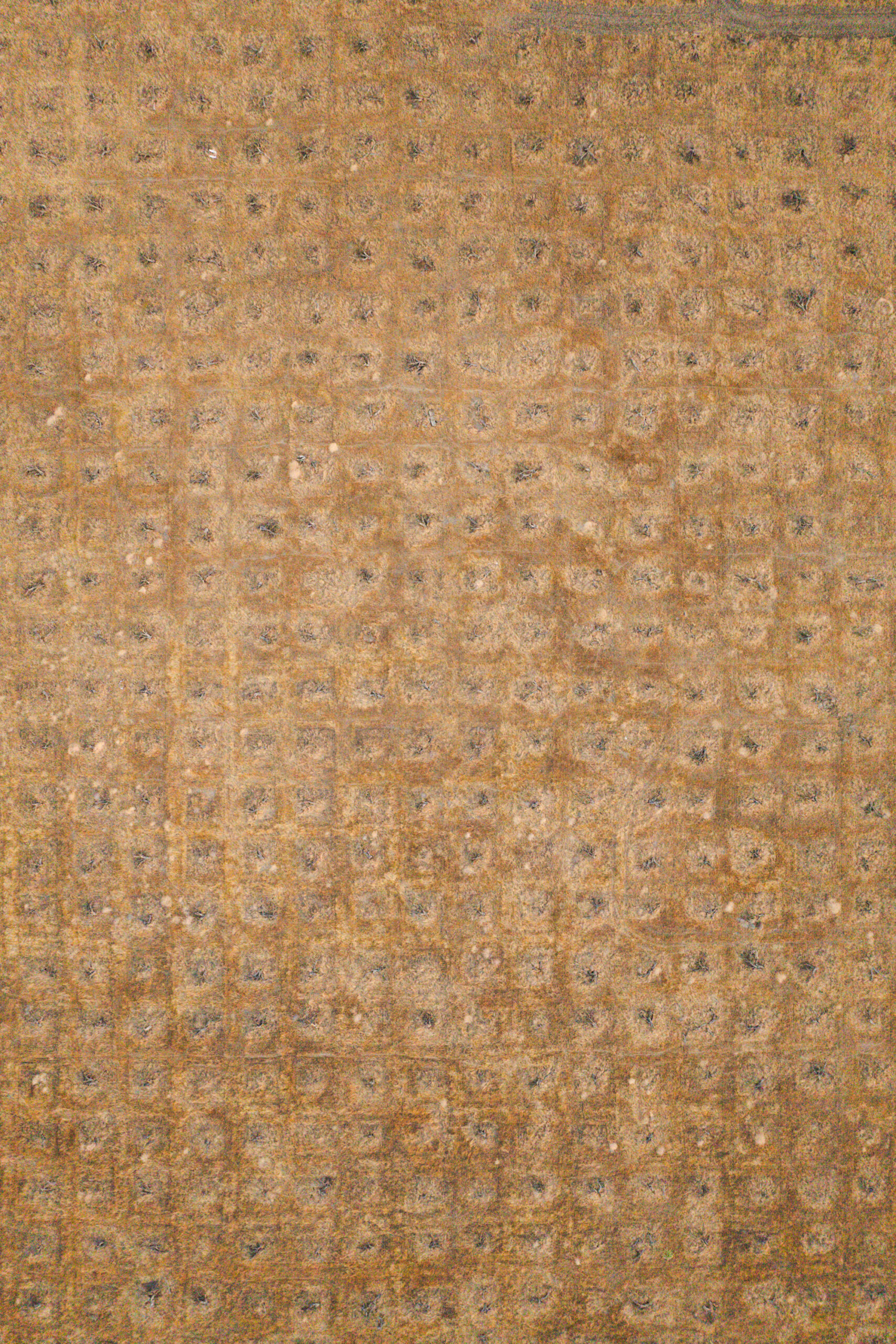 Aerial view of a dry, barren, grid-patterned landscape with intersecting dirt roads and scattered tree stumps.
