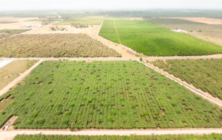 Aerial view of large agricultural fields divided by dirt roads, showing rows of green crops and some dry patches.