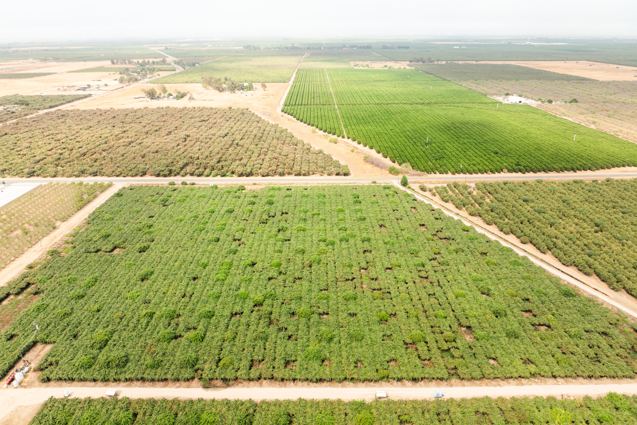 Aerial view of large agricultural fields divided by dirt roads, showing rows of green crops and some dry patches.