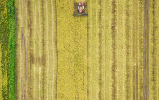 Aerial view of a red combine harvesting long grain rice in a large field with parallel lines and a green levee border on the left.