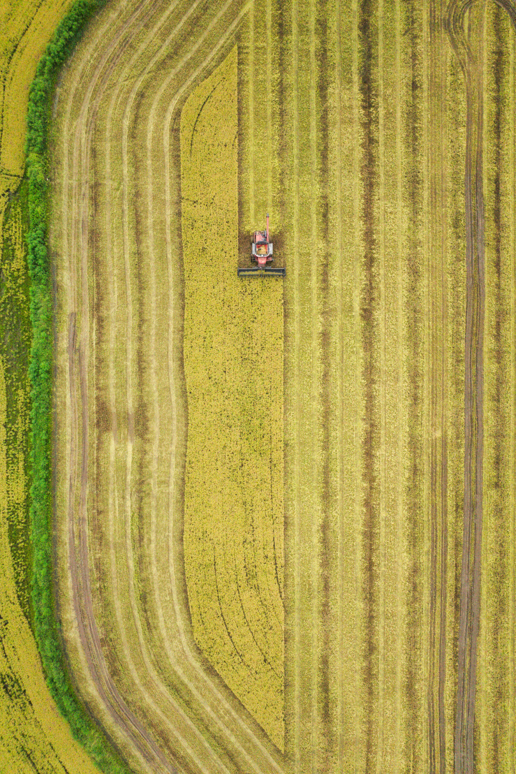 Aerial view of a red combine harvesting long grain rice in a large field with parallel lines and a green levee border on the left.