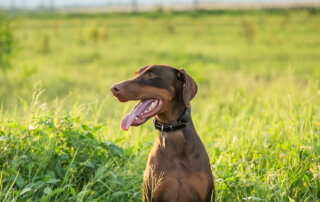 A brown Doberman dog with a collar sits in tall green grass in a field, looking to the side with its mouth open and tongue out.