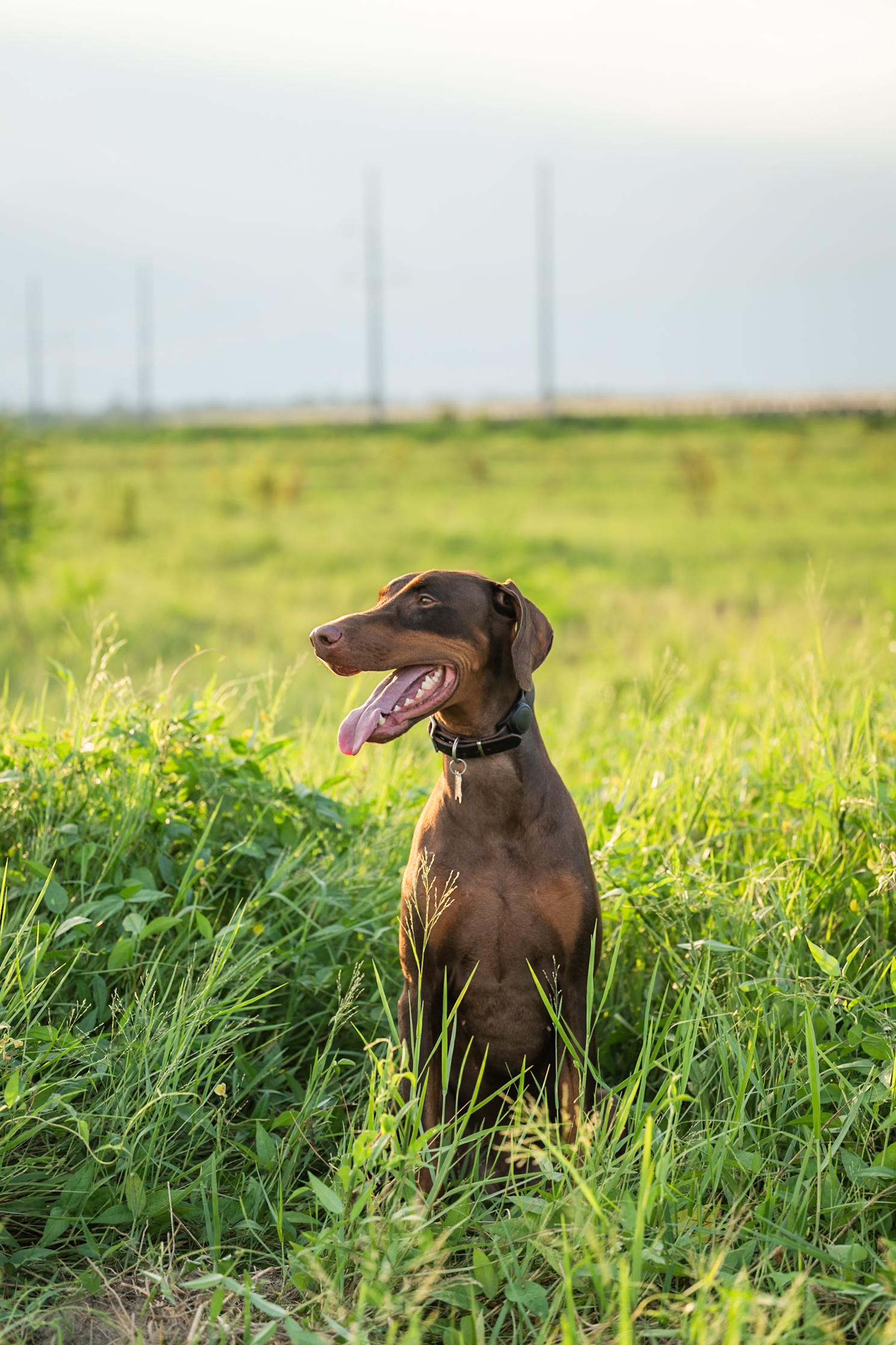 A brown Doberman dog with a collar sits in tall green grass in a field, looking to the side with its mouth open and tongue out.