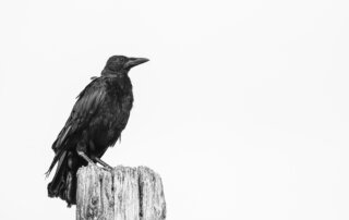 A black crow perches on a weathered wooden post against a plain white background.
