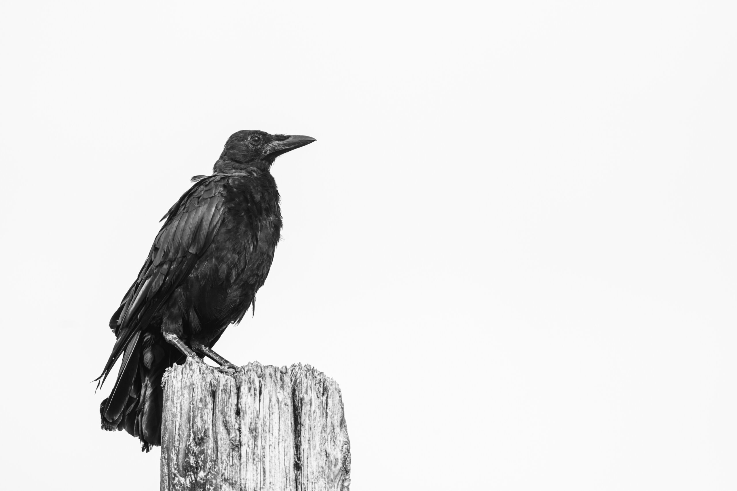 A black crow perches on a weathered wooden post against a plain white background.