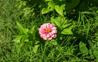 A single pink zinnia flower with yellow center blooms amid green leaves and grass in bright sunlight.