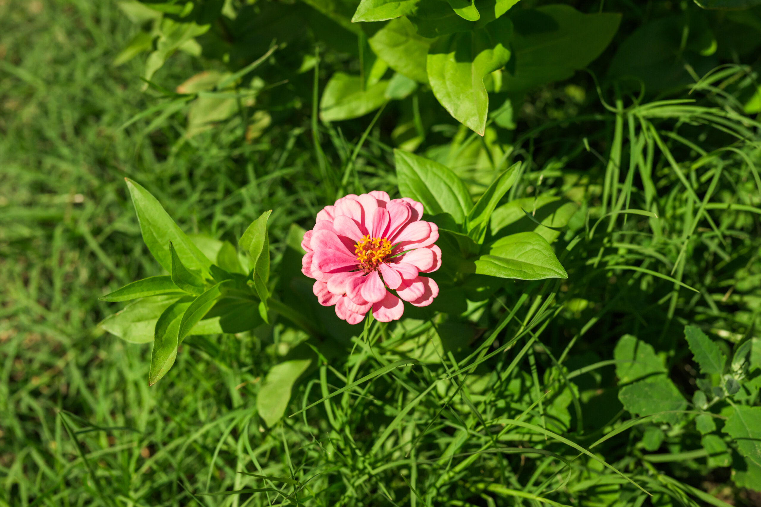 A single pink zinnia flower with yellow center blooms amid green leaves and grass in bright sunlight.