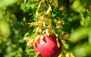 A ripe red pomegranate hanging from a branch with green and yellow leaves, illuminated by sunlight.