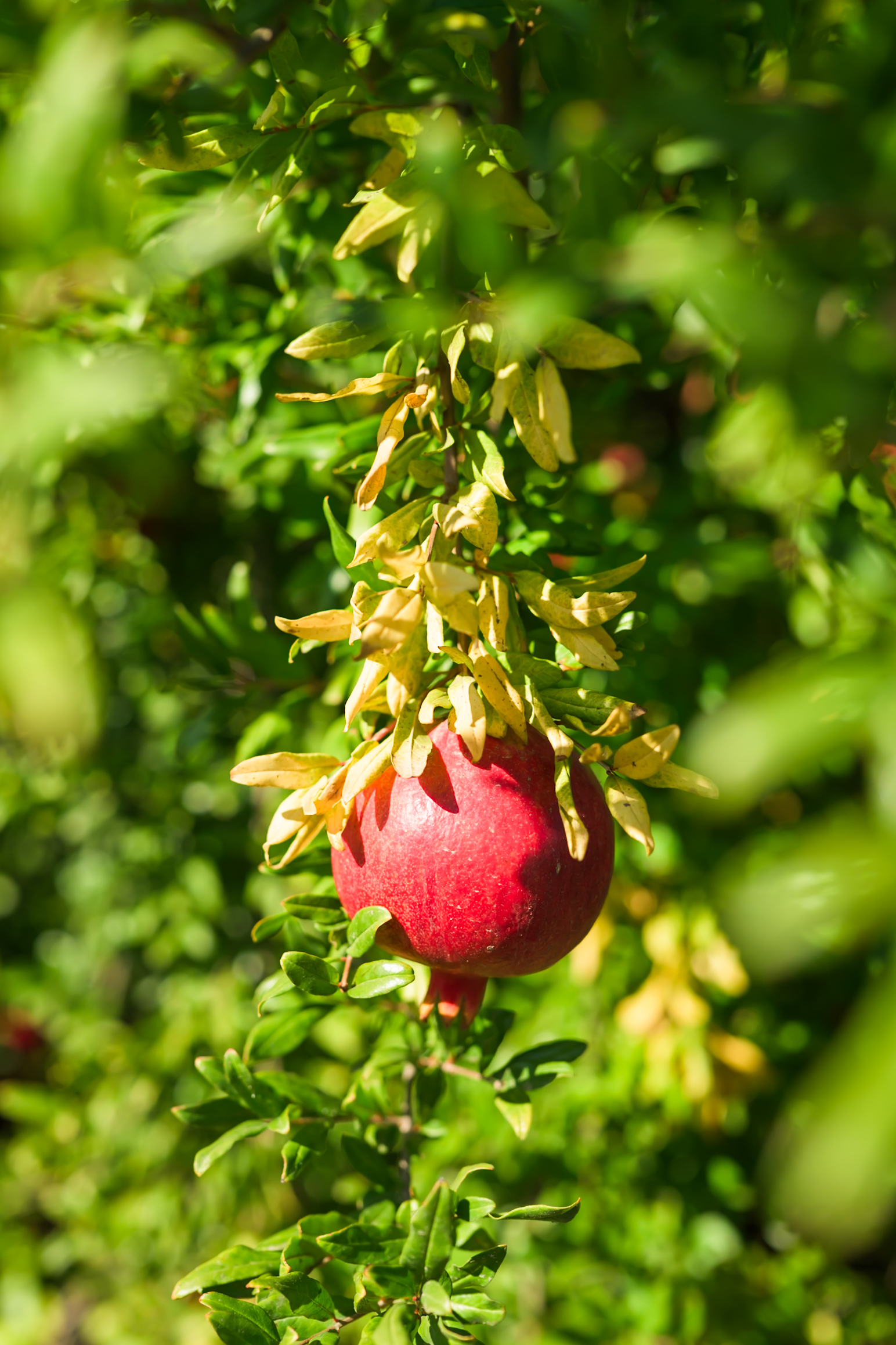 A ripe red pomegranate hanging from a branch with green and yellow leaves, illuminated by sunlight.