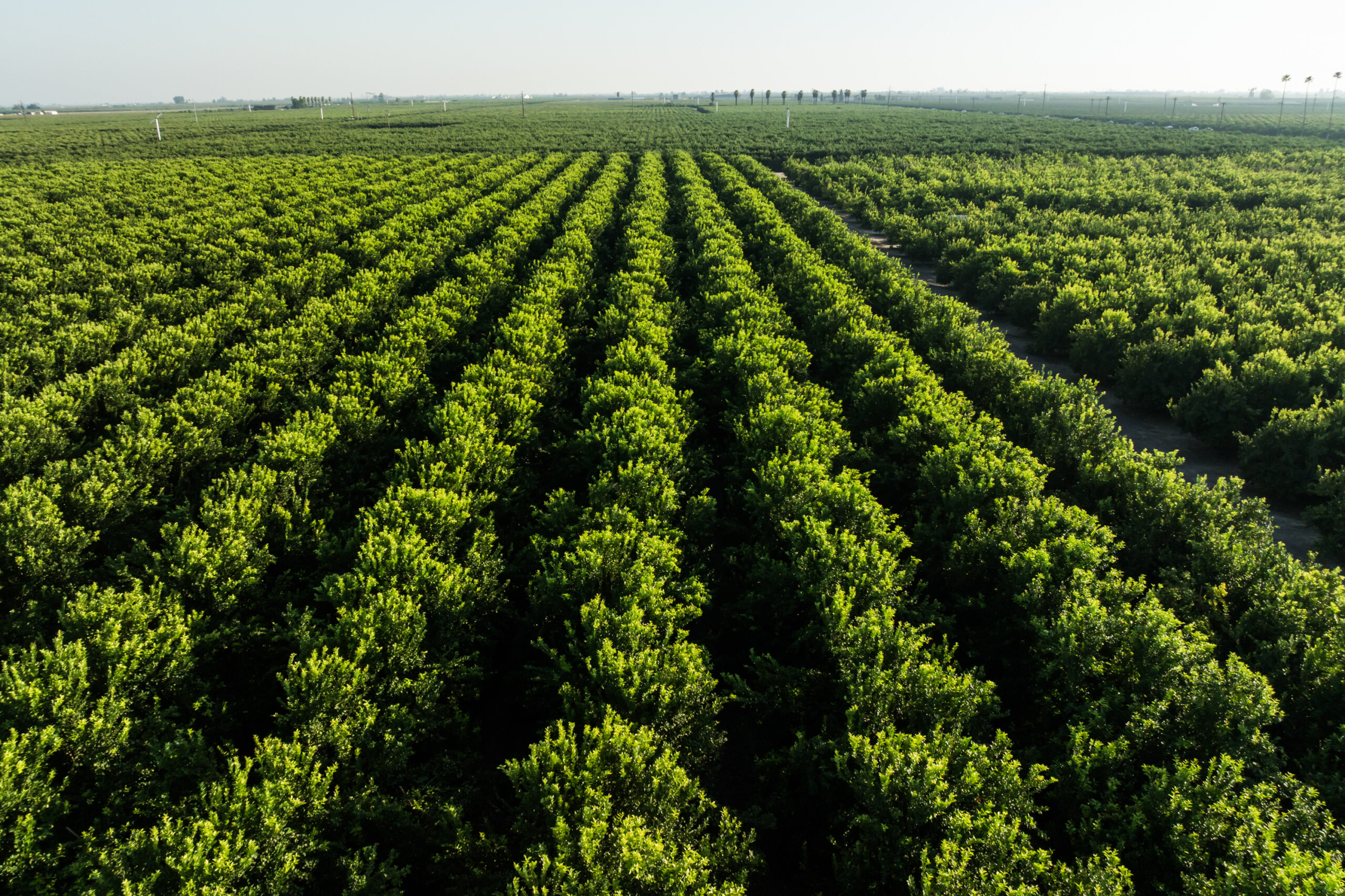 Aerial view of a large, well-organized orchard with rows of green trees stretching into the distance under a clear sky.