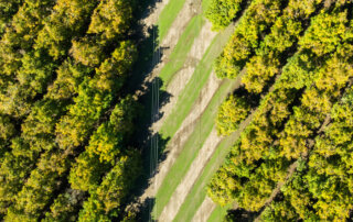 Aerial view of parallel rows of walnut trees with a power line corridor running diagonally through the center.