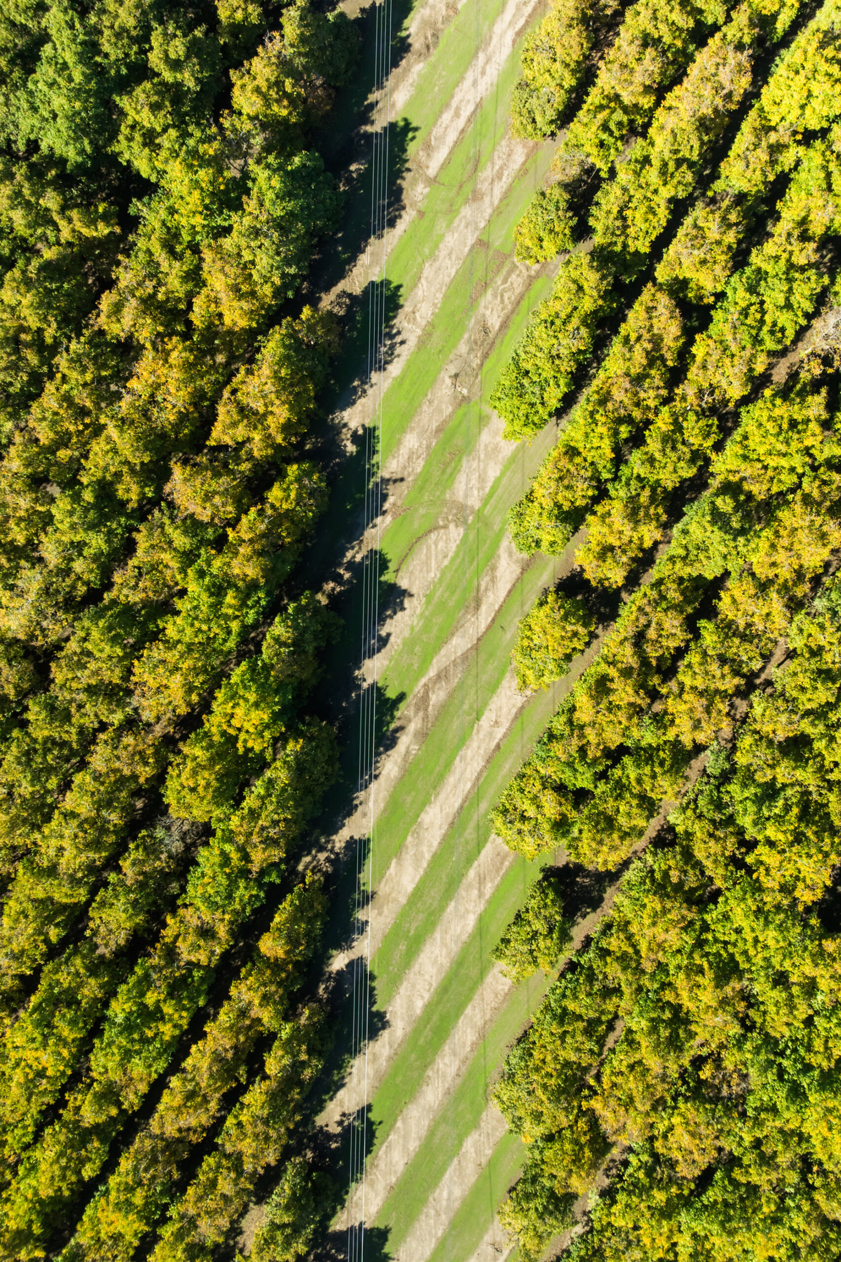 Aerial view of parallel rows of walnut trees with a power line corridor running diagonally through the center.