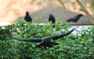 A crow in flight approaches the camera with wings spread, while three other crows perch on a hedge in the background.